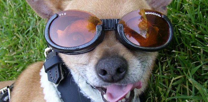A dog wearing sunglasses "Doggles".