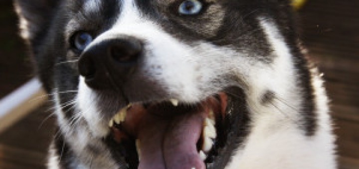 The dogs of the Dow Strategy