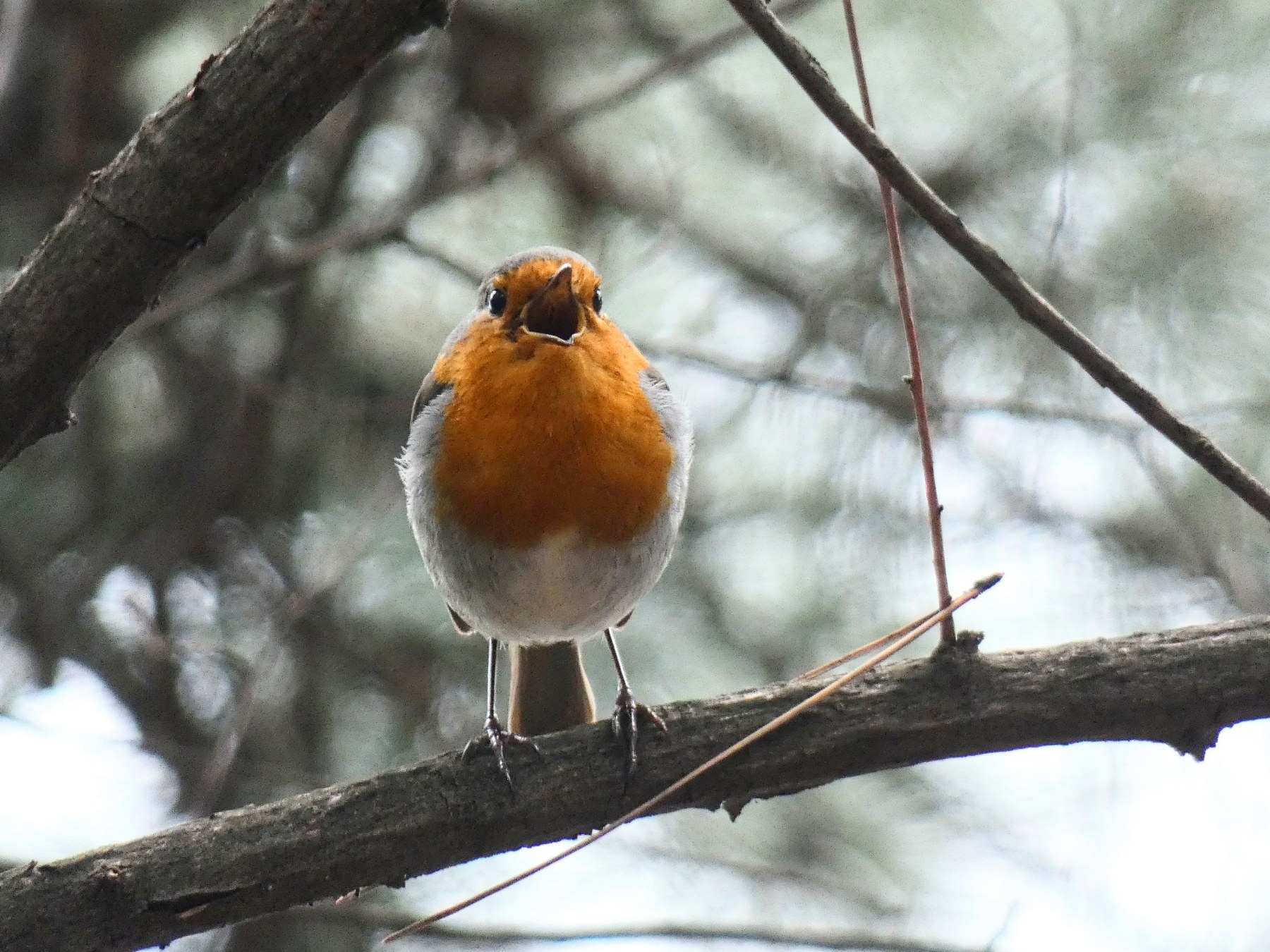 From Zero to ICO: A Step-by-Step Launch Strategy for Token-Based Startups